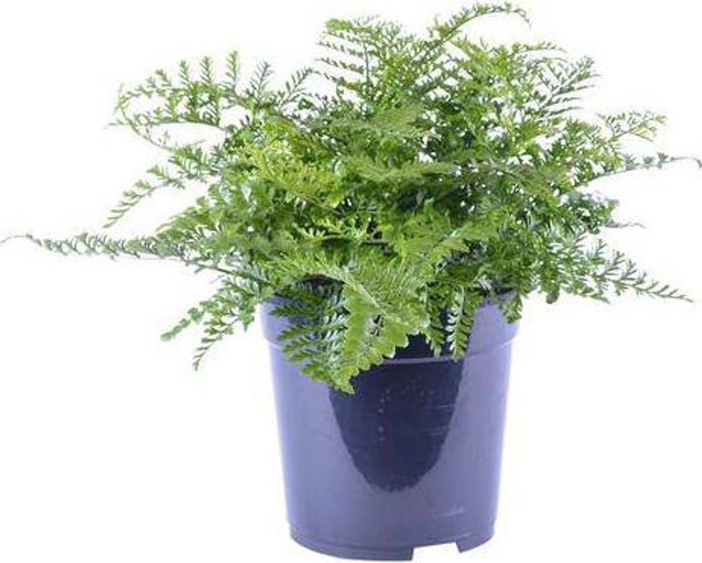 Nestfarn Asplenium Parvati Ø21cm 40cm Pflegeleichter Zimmerfarn mit tropischem