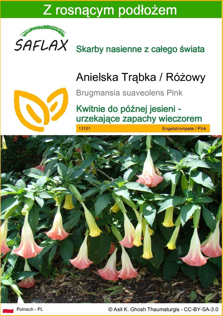 SAFLAX - Anielska Trąbka / Różowy - 10 Nasiona - Z podłożem Zdjęcie produktu 