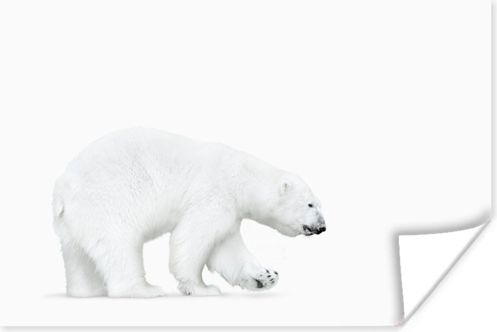 MuchoWow Poster Eisbär - Tiere - Weiß 180x120 cm - Fotoplakat