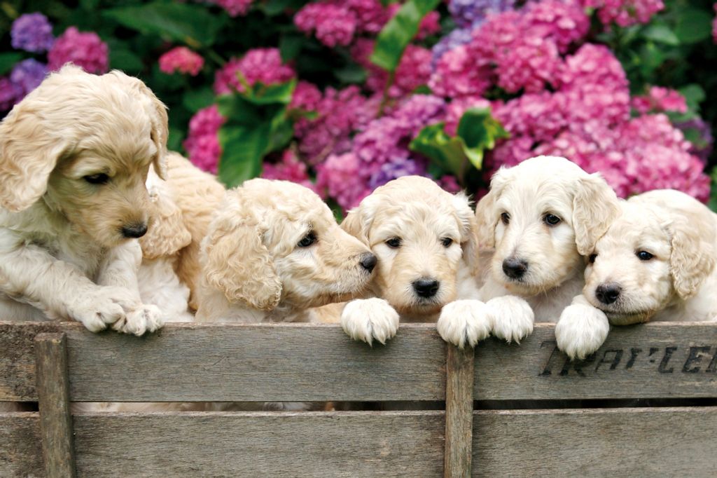 Hunde Kunstdruck Bild - Labrador Welpen Im Garten (80 x 120 cm)
