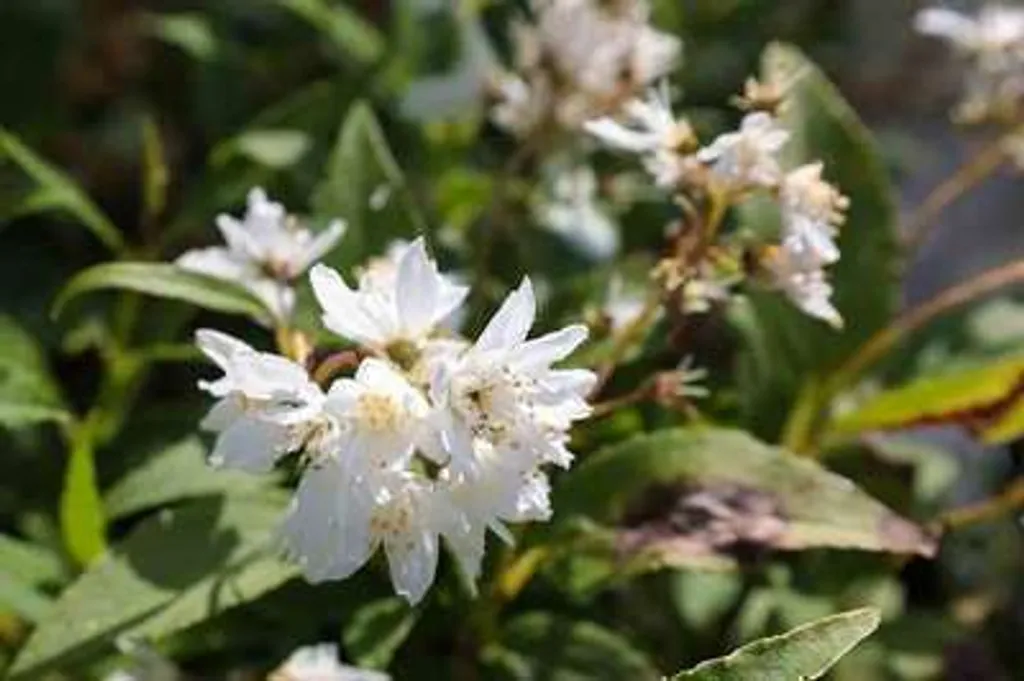 Deutzia gracilis Arbuste à Floraison Blanche Massive en Mai 30-40cm