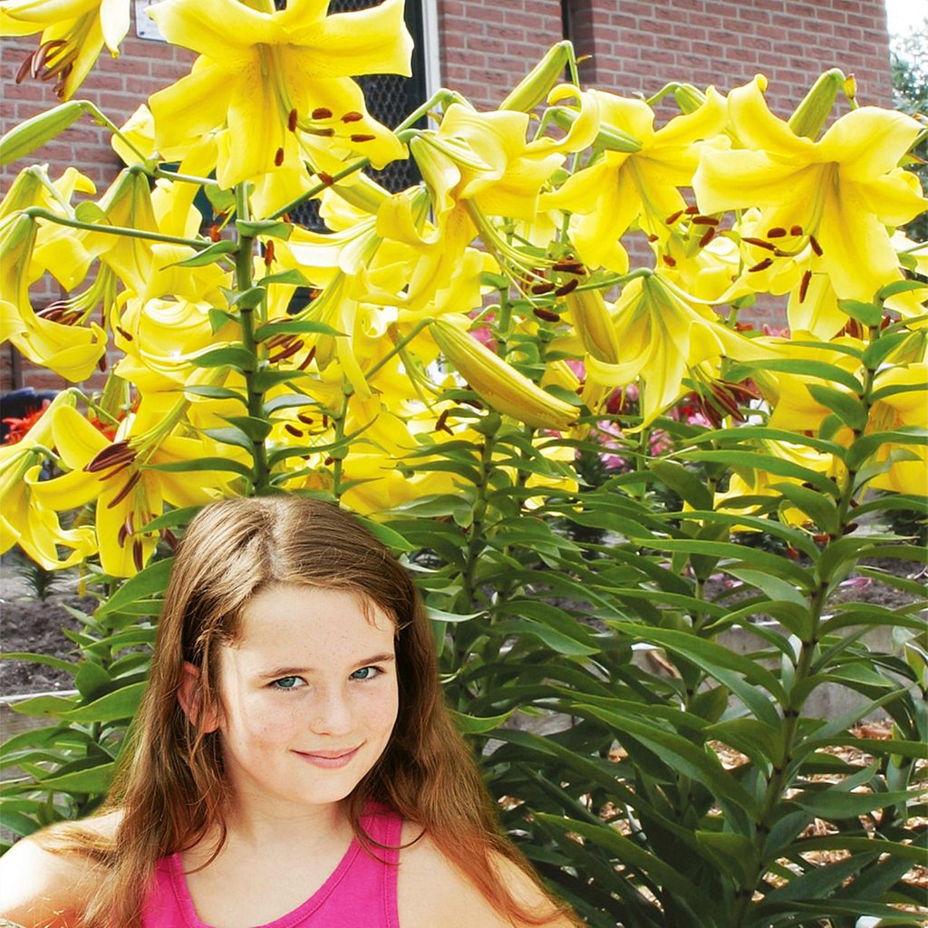 Baumlilie Lilium Hybride Lilien Lilienzwiebeln Baumlilie Riesenlilie Gelb 1 St.