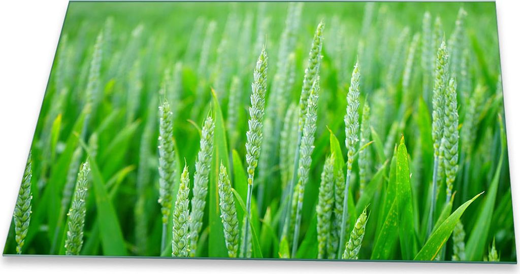 Herdabdeckplatte Glaskeramik 1 Teilig 80x52 Natur Grün Abdeckung Glas Spritzschutz
