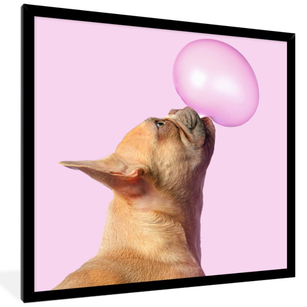 MuchoWow Gerahmtes Poster Hund - Tiere - Kaugummi - Rosa 40x40 cm - Poster mit Schwarzem Bilderrahmen Wandposter Rahmen Foto Bilder - Mit Rahmen ...