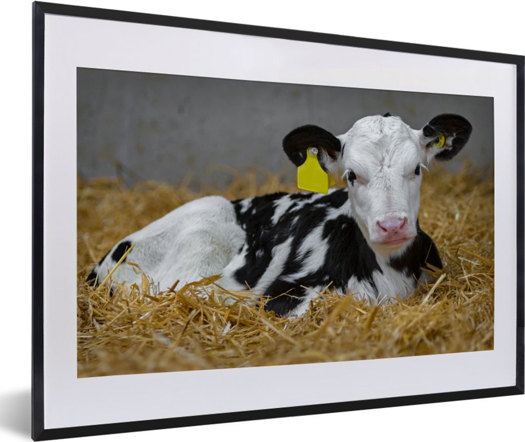 MuchoWow MuchoWow Gerahmtes Poster Kuh - Stroh - Kalb - Tier 60x40 cm - Poster mit zchwarzem Bilderrahmen - Schlafzimmer - Plakat in Rahmen - D...