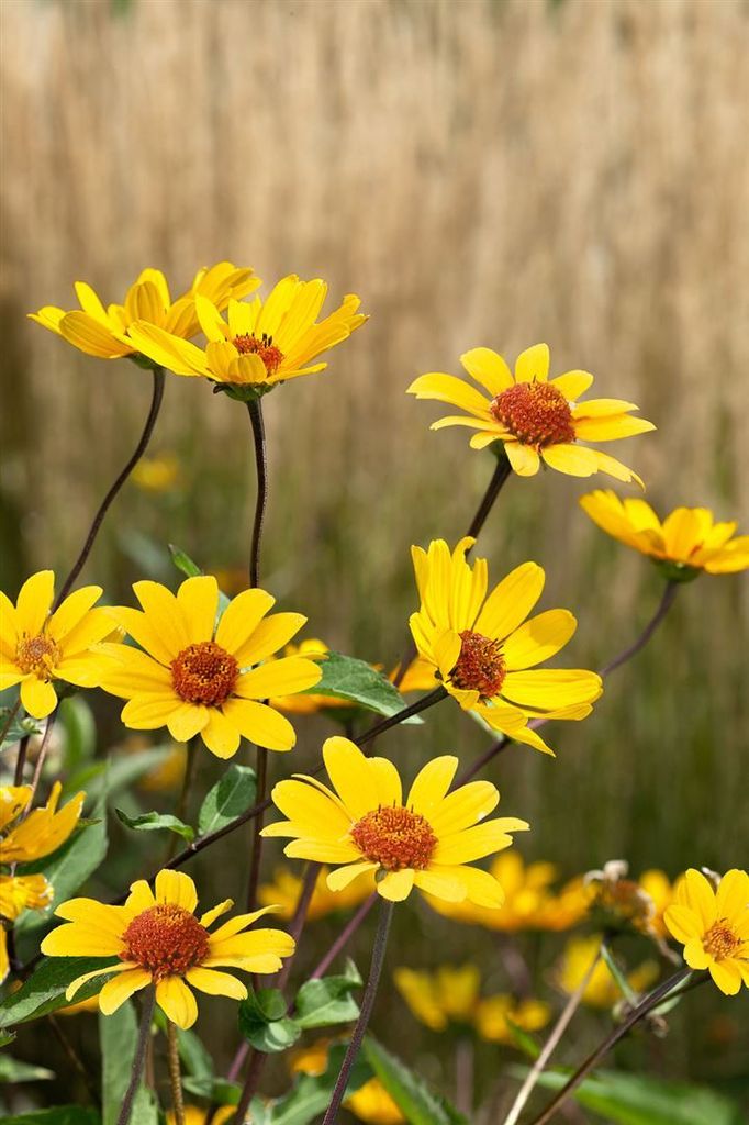 Heliopsis helianthoides 'Summer Nights', Sonnenauge, gelb, ca. 11x11 cm Topf