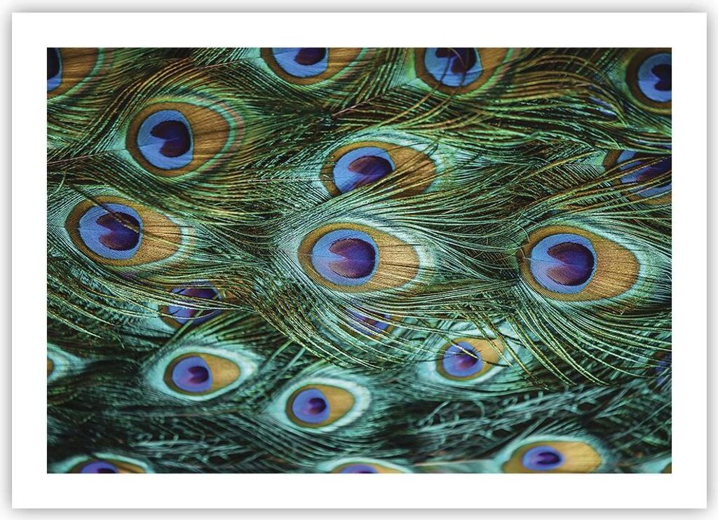 Poster - Poster ohne Rahmen - Pfauen Feder Makro - 70x50 cm - Wand Bild - Wanddeko - Wandbilder - Kunstposter - Wandposter - Bilder - Kunstdruck - ...