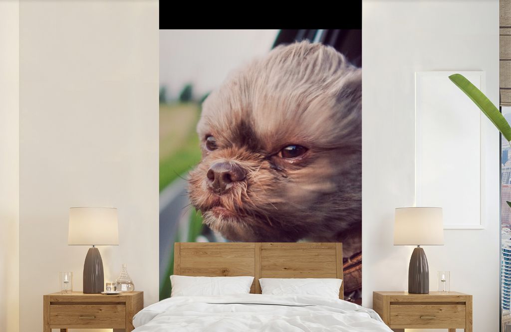 MuchoWow Fototapete für Wohnzimmer oder Schlafzimmer Wandtapete Vinyl Motivtapete Hund - Auto - Tier - 120x240 cm - Hintergrundbild