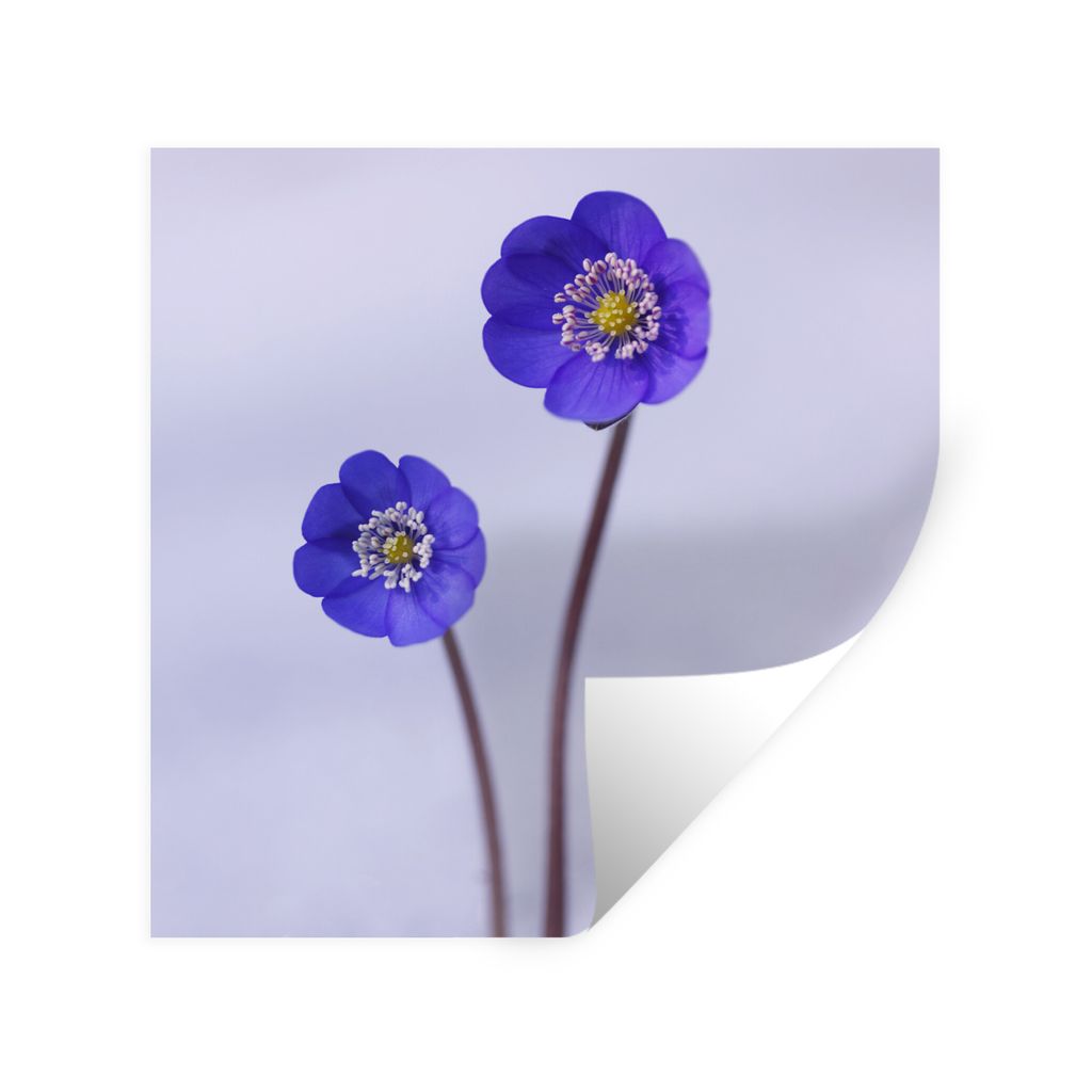MuchoWow Wandtattoo Wandsticker Wandaufkleber Blumen - Schnee - Lila 80x80 cm Selbstklebend und Repositionierbar - Wierderverwendbar - Selbstklebend