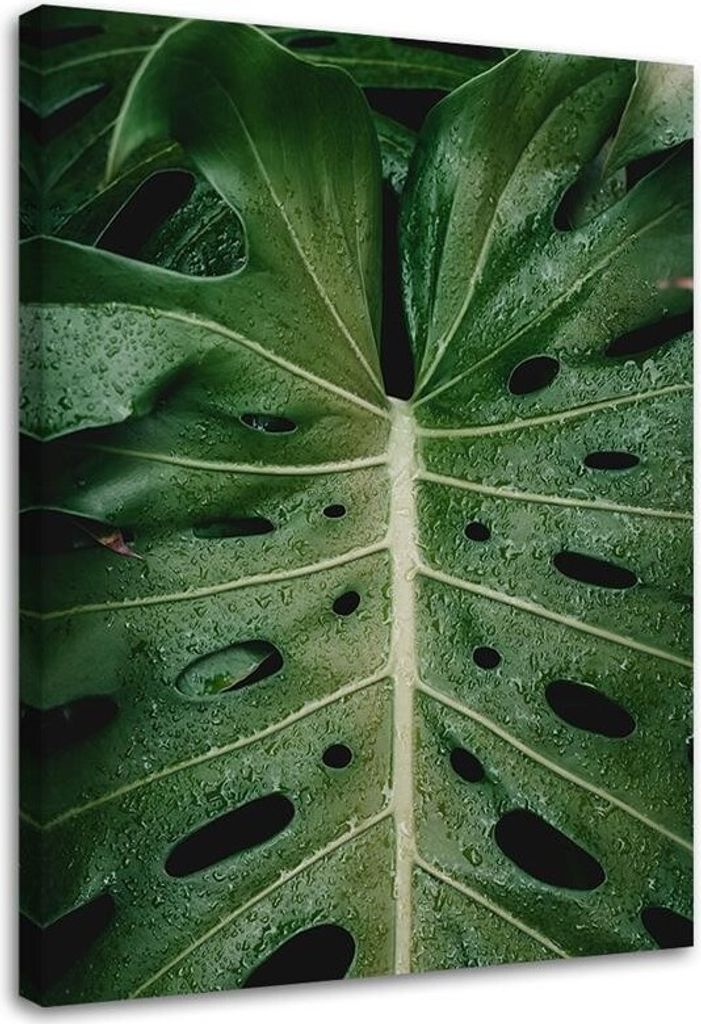 Leinwandbild tropische monstera 60x90 cm Feeby grün wandbild bereit zum aufhängen