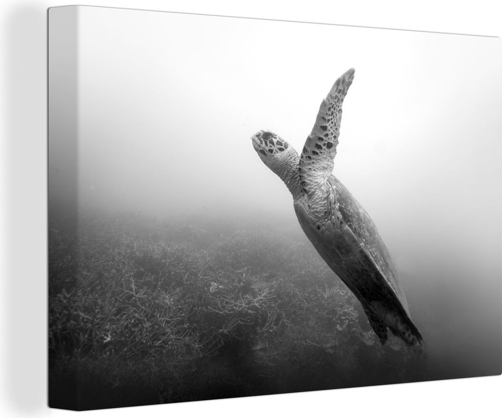 OneMillionCanvasses - Leinwandbilder - 140x90 cm, Schwimmende Schildkröte in Schwarz und Weiß, Wandbilder Kunstdruck Wanddekoration