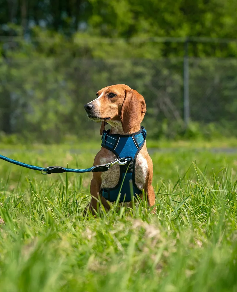 Pettorina Per Cane Con Manico E Guinzaglio + 2 Etichette Personalizzate | Blu Taglia M, 6 Misure E 4 Colori Per Tutte Le Razze