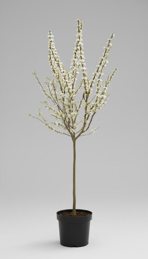 Cercis chinensis ‘Shirobana’ – Chinesischer Judasbaum Produktbild 