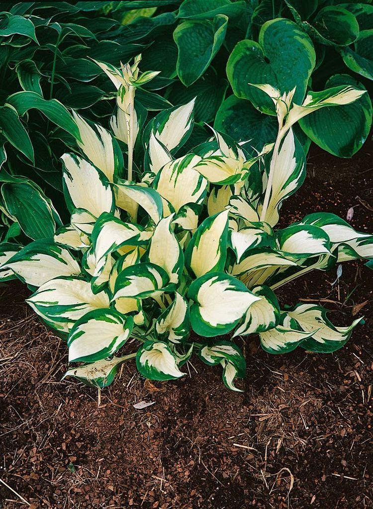 Funkie June, im Topf - Hosta x tardiana Produktbild 