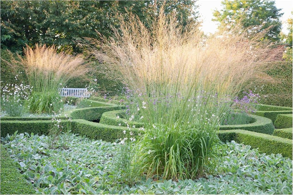 Stauden Gänge 1 x Molinia arundinacea 'Transparent' im 1 Liter Topf - Riesen Pfeifengras - Ein Spiel aus Licht und Bewegung - Winterhart