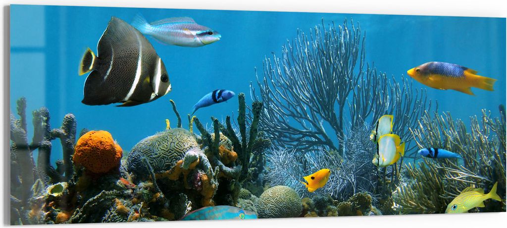 DEQORI Glasbild Echtglas 150x60 cm 'Regenwald der Meere' Wandbild Bild modern Deko