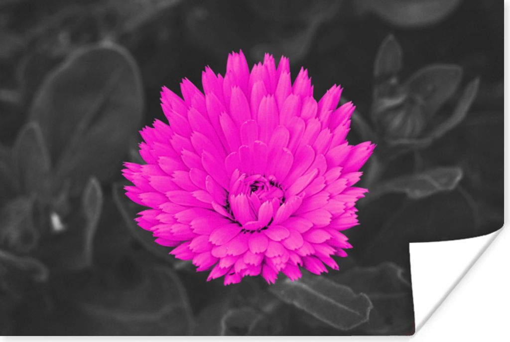 MuchoWow Poster Blumen - Aquarell - Rosa 120x80 cm - Bilder