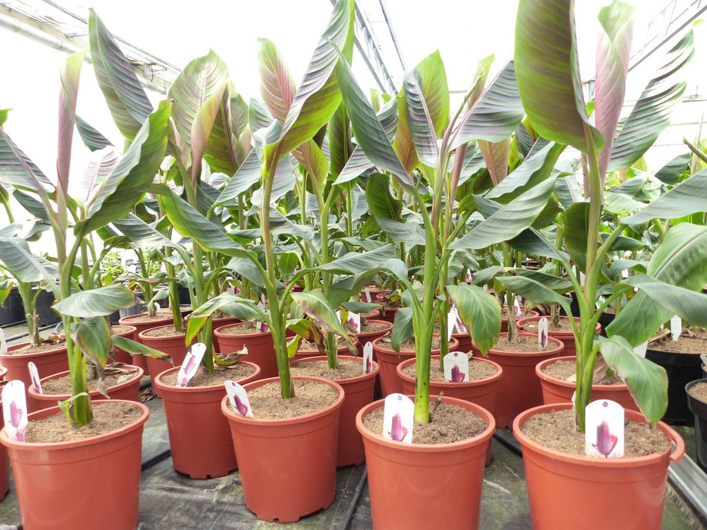 Bananenstaude Banane Musa Sikkimensis Red Tiger Banane 100 - 120 cm winterhart Staude