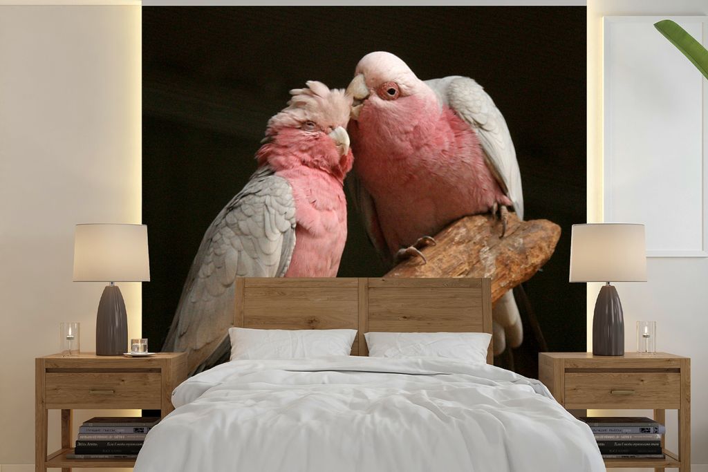 MuchoWow Fototapete für Wohnzimmer oder Schlafzimmer Wandtapete Vinyl Motivtapete Zwei küssende Kakadus auf einem schwarzen Hintergrund - 240x2...