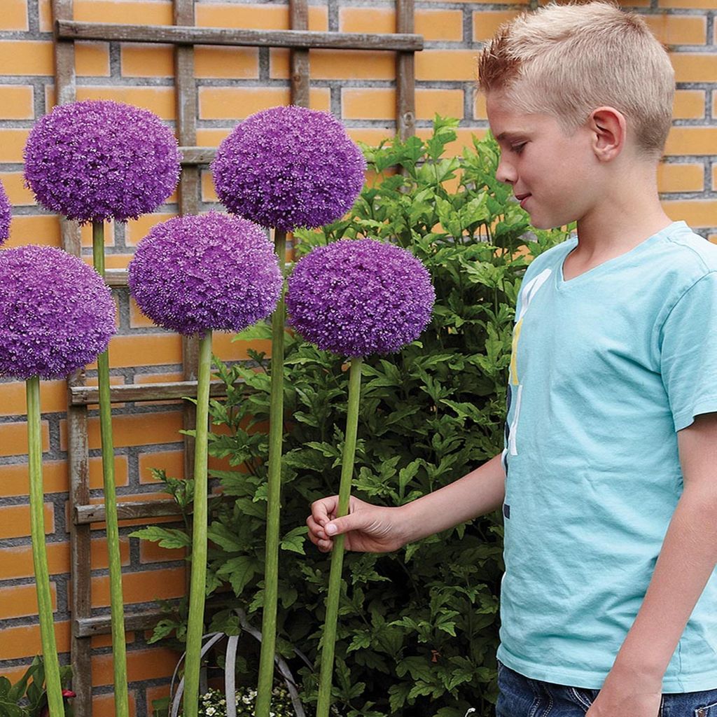Blumenzwiebeln Zwiebeln Zierlauch Allium Gladiator 1 St. Produktbild 
