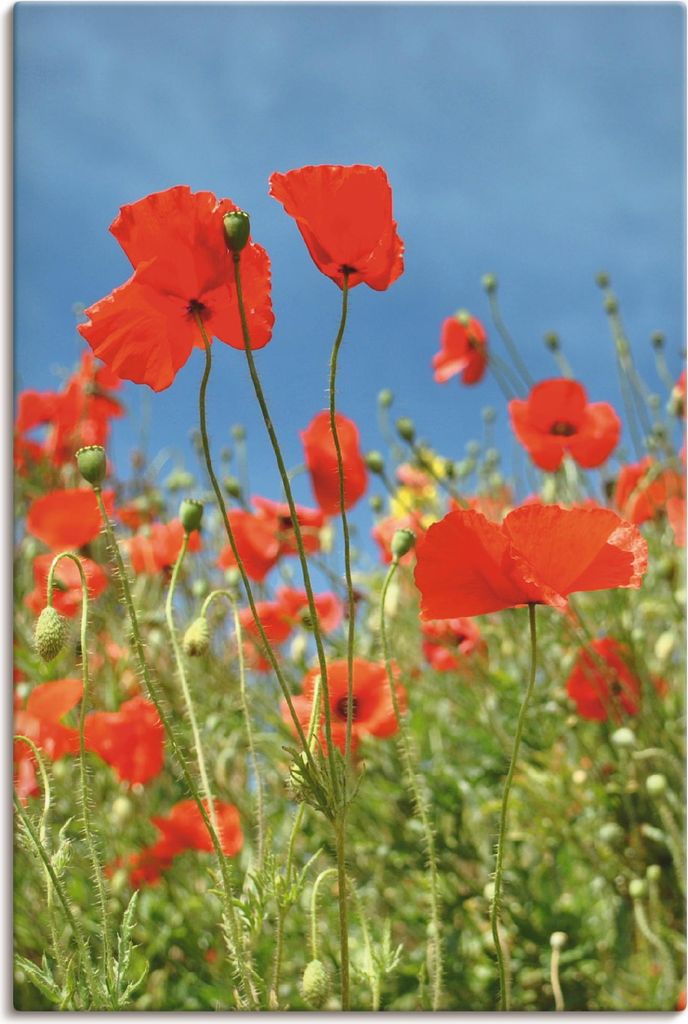 ARTland Leinwandbild Feld mit rotem Klatschmohn Größe: 40x60 cm
