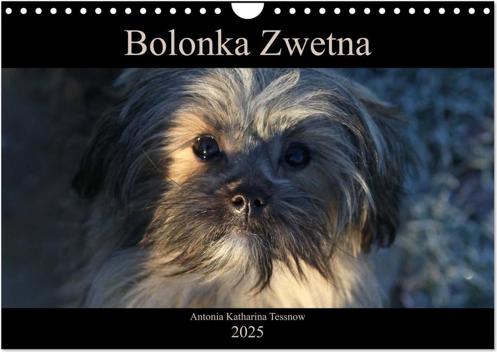 Bolonka Zwetna 2025 (Wandkalender 2025 DIN A4 quer), Produktbild 