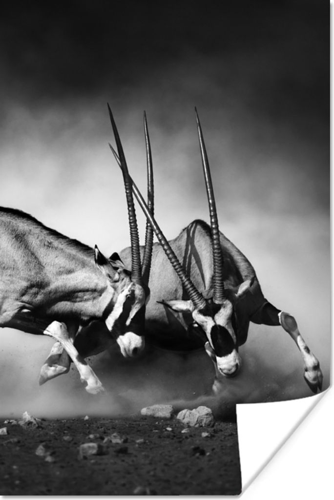 MuchoWow Poster Antilope - Schwarz und weiß - Porträt - Wildtiere - Tiere 80x120 cm - Papierdruck