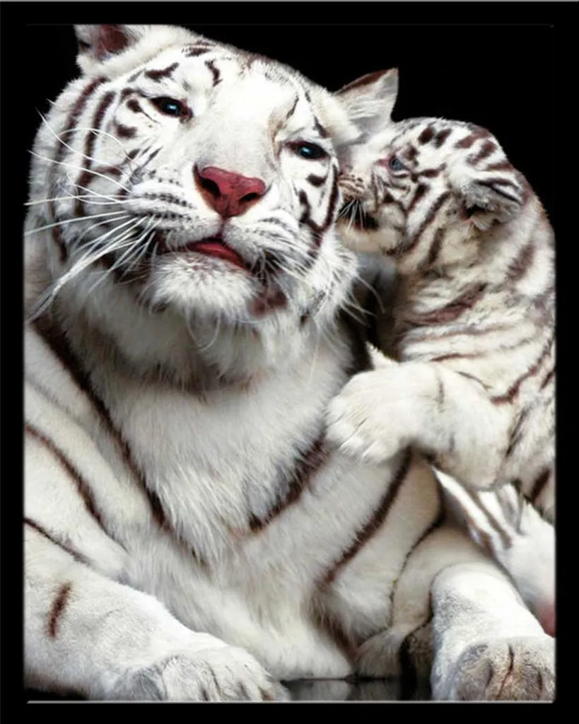 Mini Poster Baiser du Tigre Cadre Interchangeable Shinsuke Vitre Pro