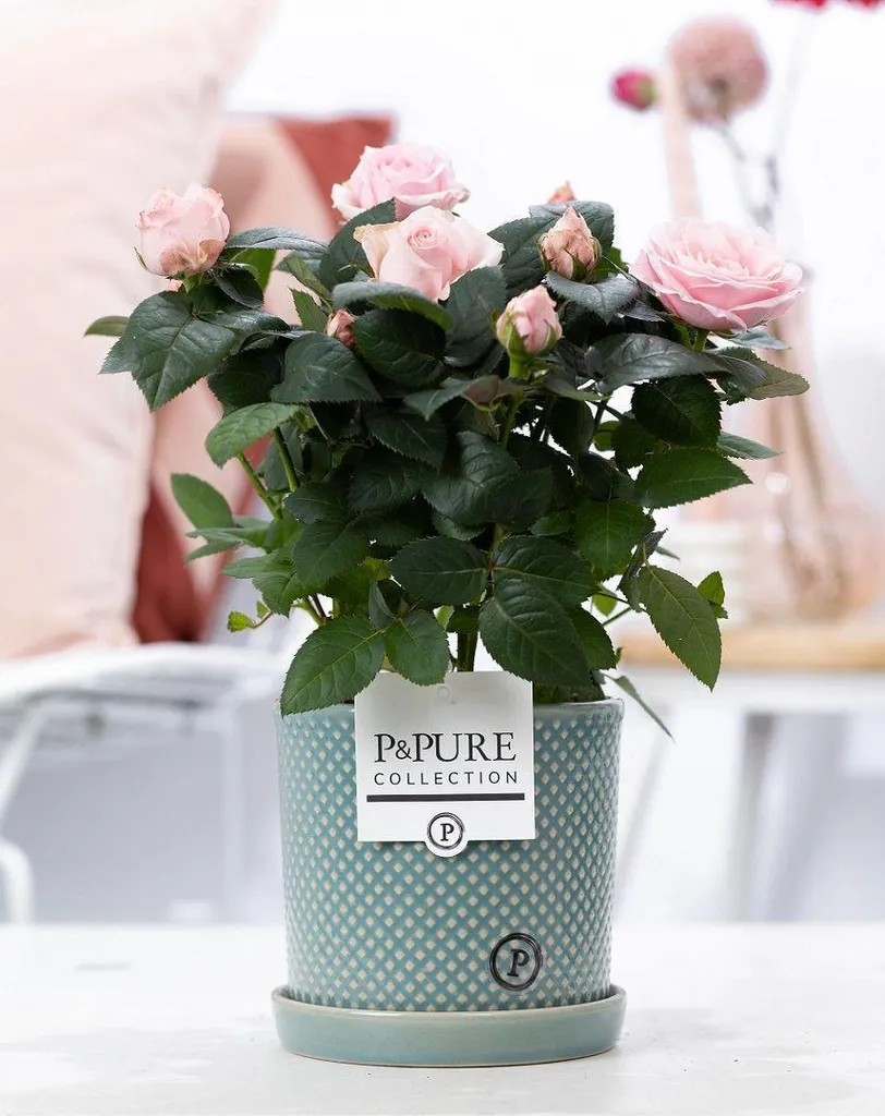 Rose d'intérieur rose clair en pot - Décoration vivante sans entretien