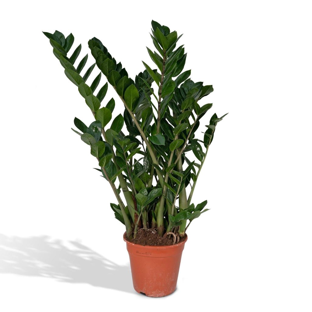 Meergroothandel Zamioculcas Zamiifolia (Smaragdpalme) - 80 cm, Ø21 cm