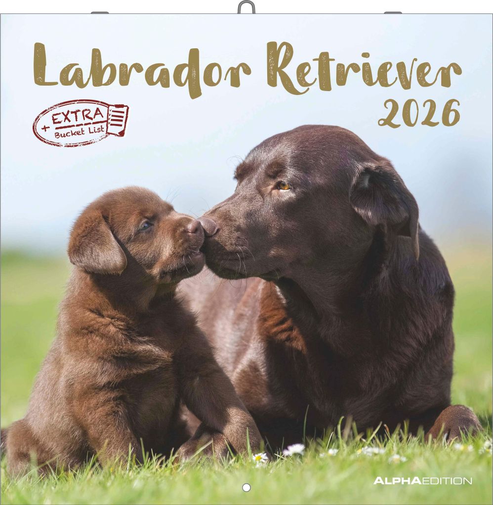 Alpha Edition - Labrador Retriever Kalender 2026 - Wandkalender 30x30 cm - Für Hundeliebhaber - 12 beeindruckende Labrador-Fotografien, viel Platz...
