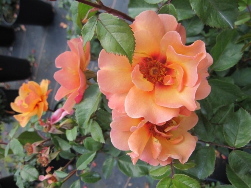 Rosa Persian Sun - Strauchrose Persian Sun - Vissers Rose