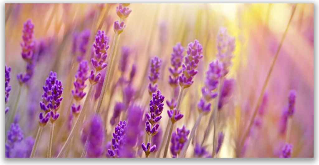 Küchenrückwand aus Glas 140x70cm Spritzschutz Blumen Pflanzen