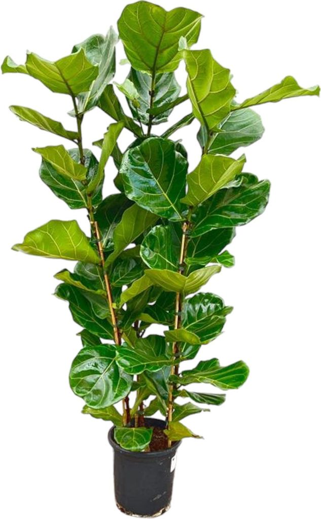 Ficus lyrata - figa skrzypcowa - ro?lina soliterowa - ok. Zdjęcie produktu 