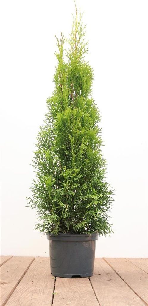 Thuja occidentalis 'Smaragd', Lebensbaum, immergrün, 60–80 Produktbild 