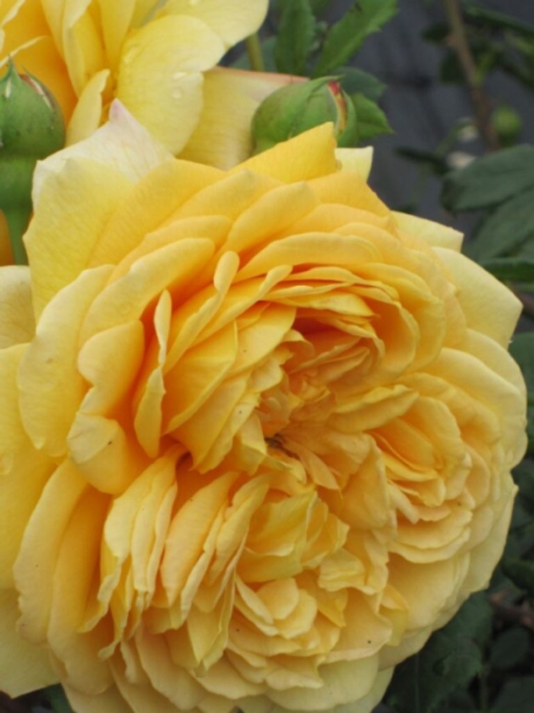 Englische Rose Golden Celebration Synonym Ausgold - Austin-Rosen Duft+++