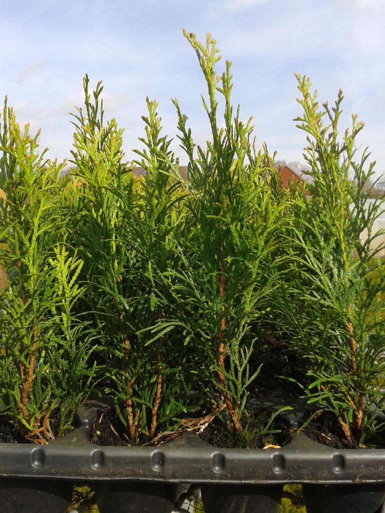 60 Stück, 15-20cm, Topf 6cm, Lebensbaum Thuja occidentalis Smaragd