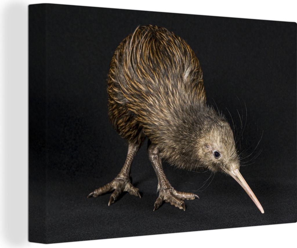 OneMillionCanvasses - Leinwandbilder - 150x100 cm, Kiwi - Vogel - Schwarz, Wandbilder Kunstdruck Wanddekoration