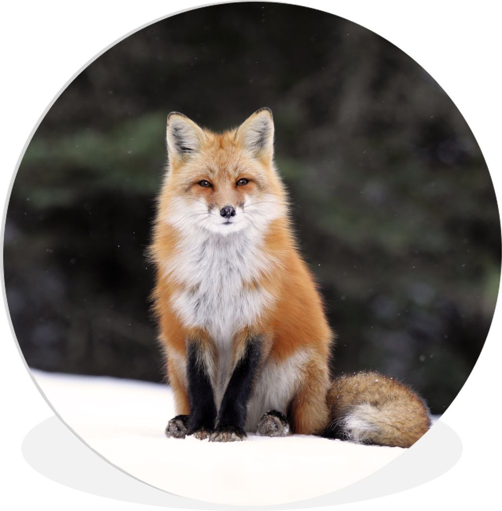 MuchoWow Rundes Wandbild - Runde Bilder Fuchs - Schnee - Rot Ø 30 cm Kreis Wanddekoration Kunststoff - Wandkreis - Wandschmuck - Schlafzimmer - ...