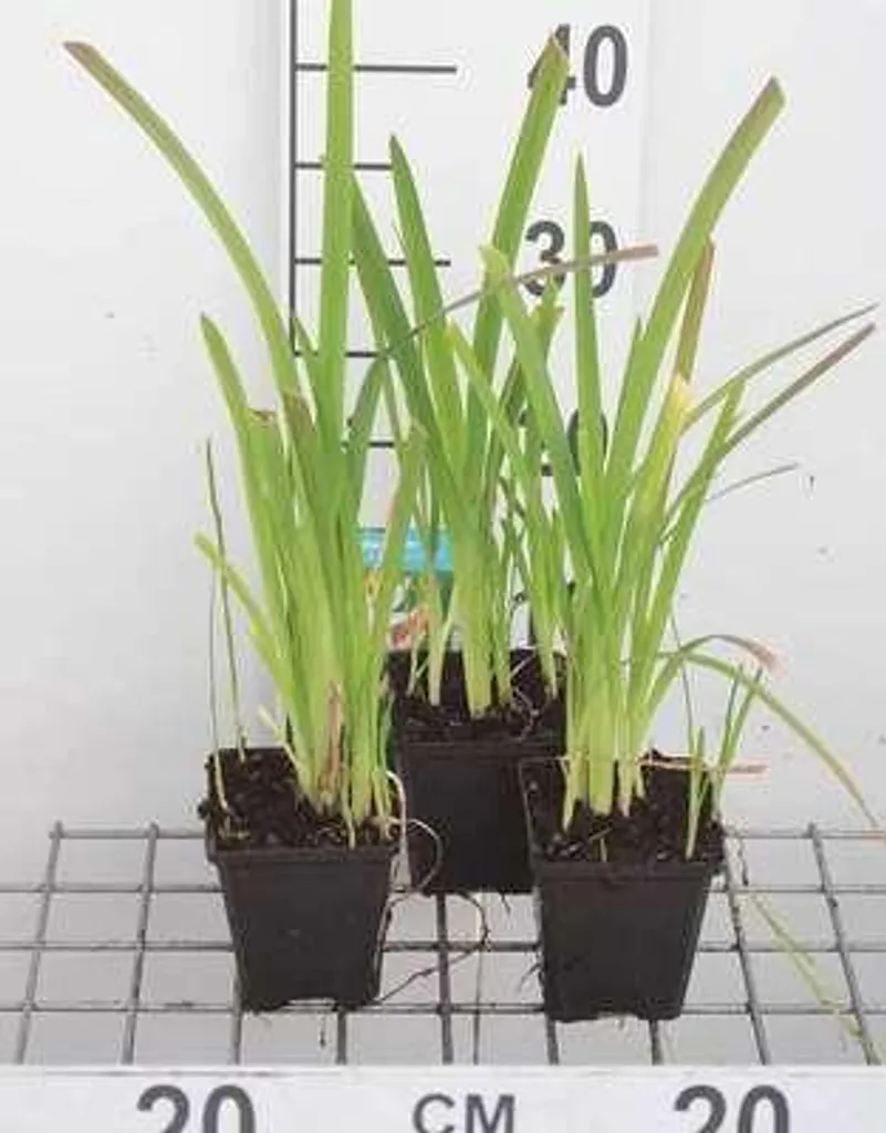 Schizostylis Mrs Hegarty Rose - Lis d'automne - Lot de 6 plants robustes