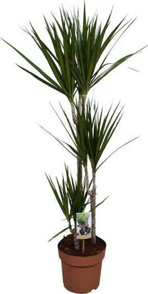 Dracaena marginata plante d'intérieur 120 cm pot Ø21 cm facile d'entretien
