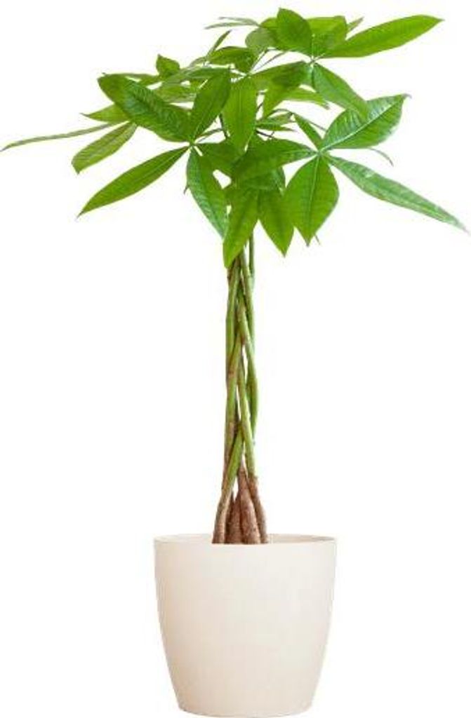 Pachira Aquatica Geldbaum Glückskastanie ca. 80cm mit geflochtenem Stamm im weißen Viber Biotopf Ø21cm – Zimmerpflanze für Wohnung Büro Wohn...