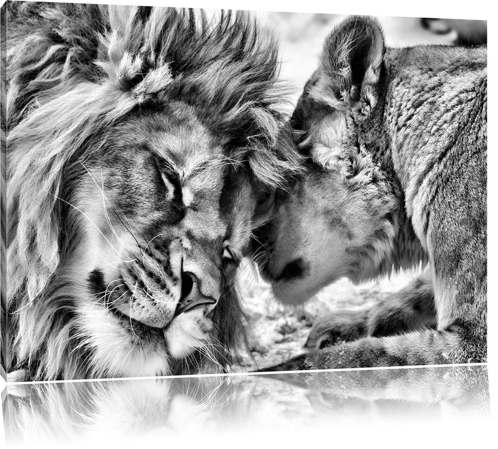 LEINWAND BILDER Löwe Tiere Afrika schwarz weiß WANDBILDER XXL Kunstdruck