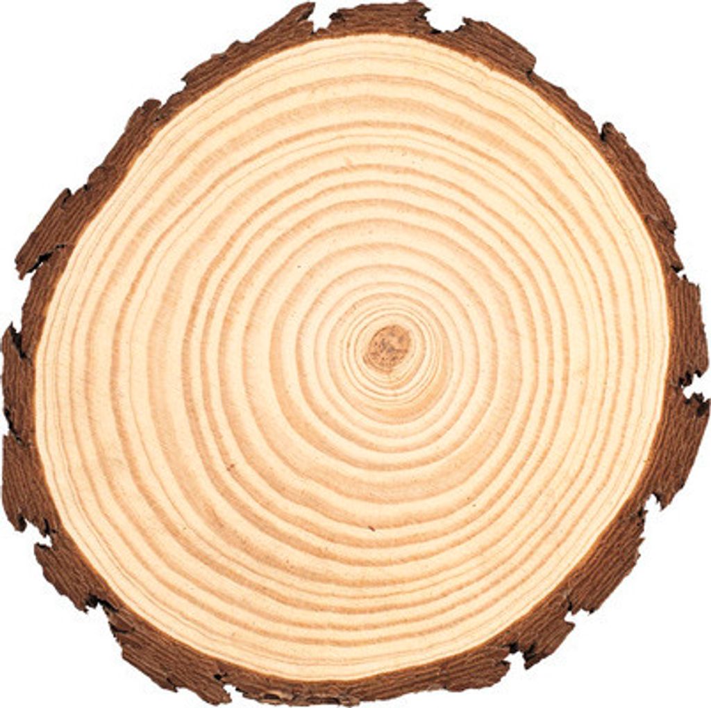 Holzscheibe Kiefer Ø 20-22x2 cm
