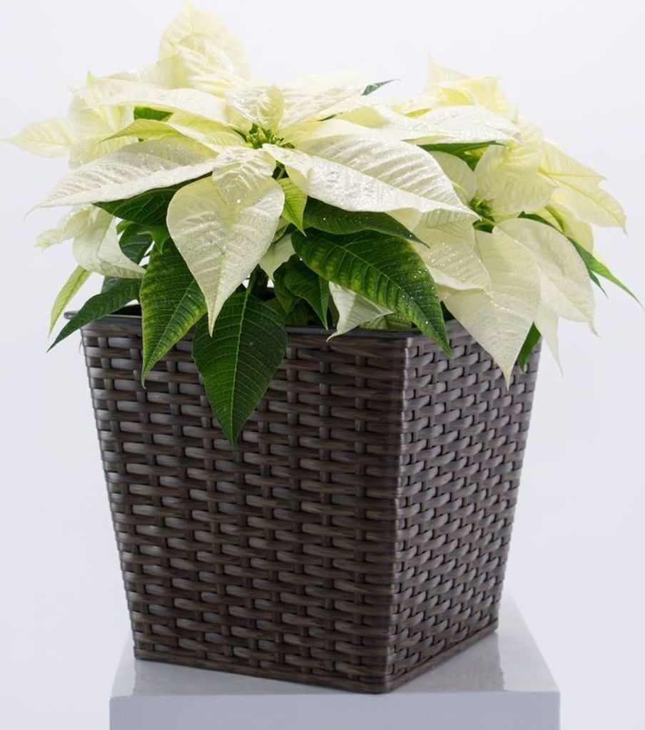 Elegant Einrichten | Pflanzkübel | quadratisch konisch | Polyrattan | 34x34x31cm | Mocca