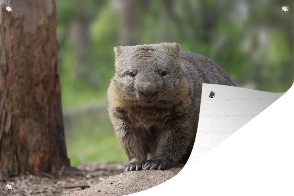 MuchoWow 90x60 cm Outdoor-Poster Gartendeko Sichtschutz Garten Poster für den Garten Ein Wombat sitzt auf einem Baumstamm