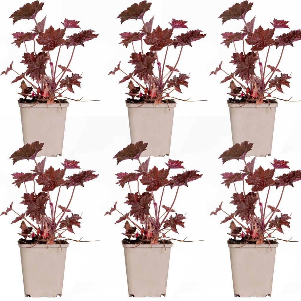Bloomique - 6er-Set - Heuchera Micrantha Palace Purple - Produktbild 