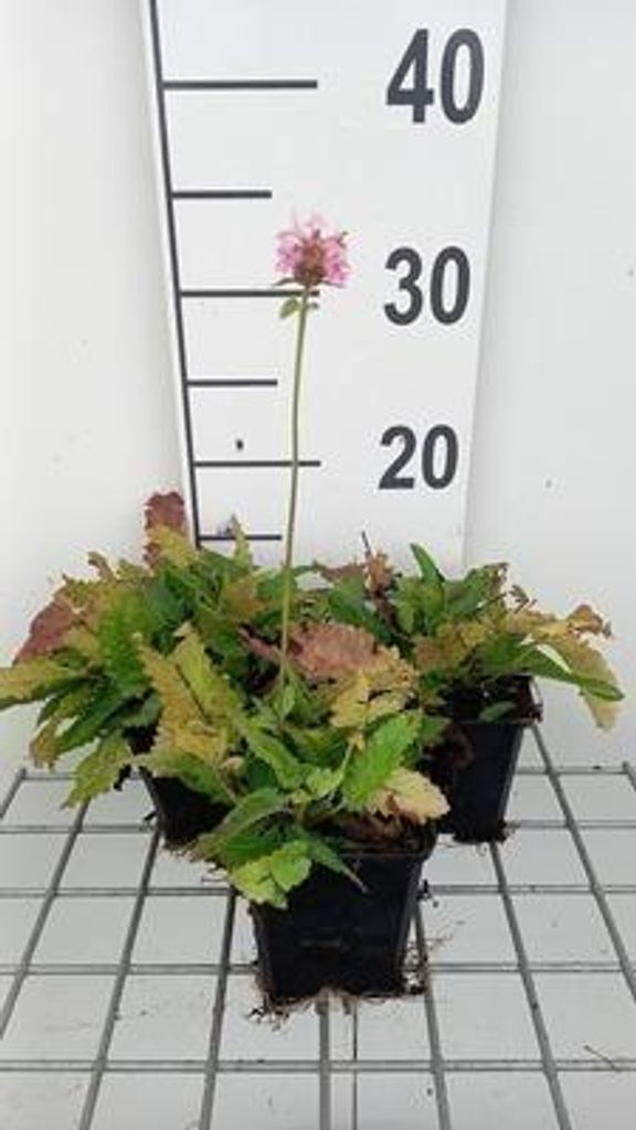 6 x Stachys monieri 'Rosea' - Ziest - Topf 9 x 9 cm