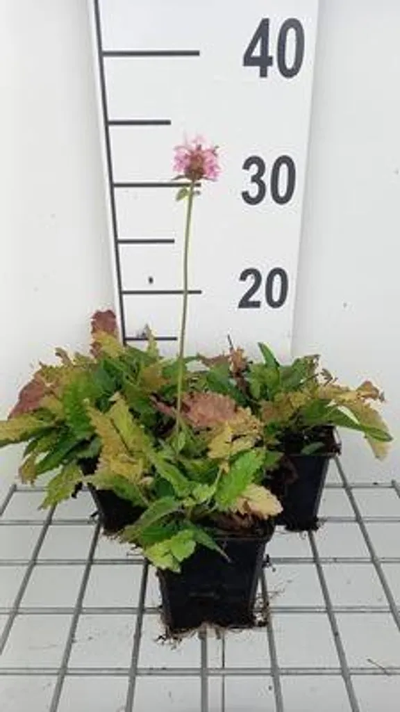 Stachys monieri Rosea pot 9cm - Lot de 6 contre les mauvaises herbes