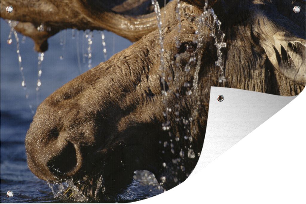 MuchoWow 120x80 cm Outdoor-Poster Gartendeko Sichtschutz Garten Poster für den Garten Nahaufnahme eines Elchs im Wasser